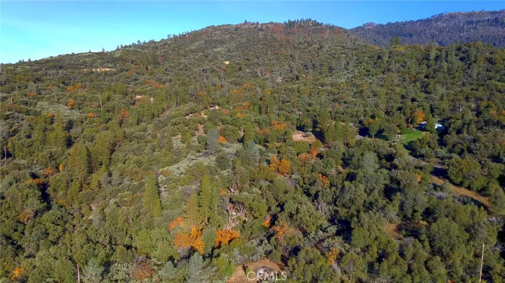 a view of a bunch of trees and bushes