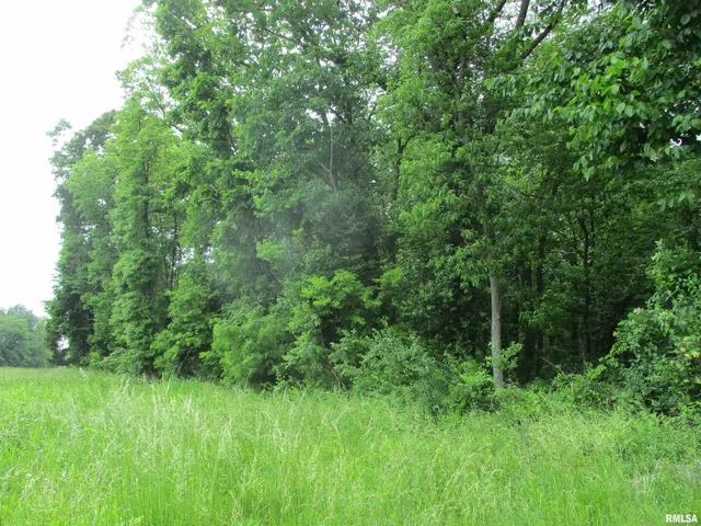 a view of a lush green space