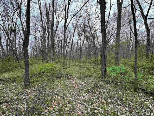 a view of a green field with lots of trees