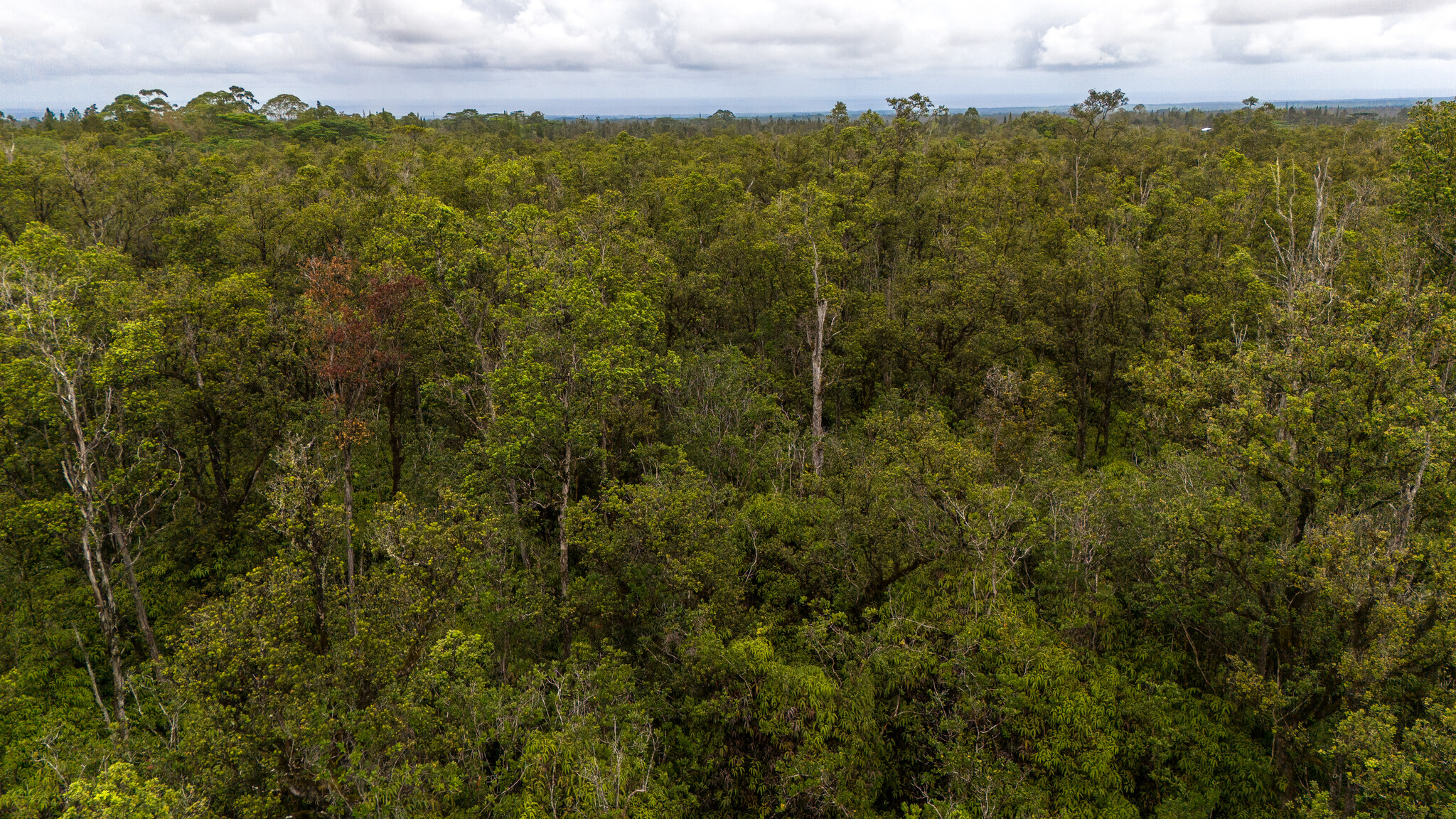 11-2762 Lot 7428 Hibiscus St Mountain View Mountain View, HI 96771 - Photo 7 of 9 a view of a yard