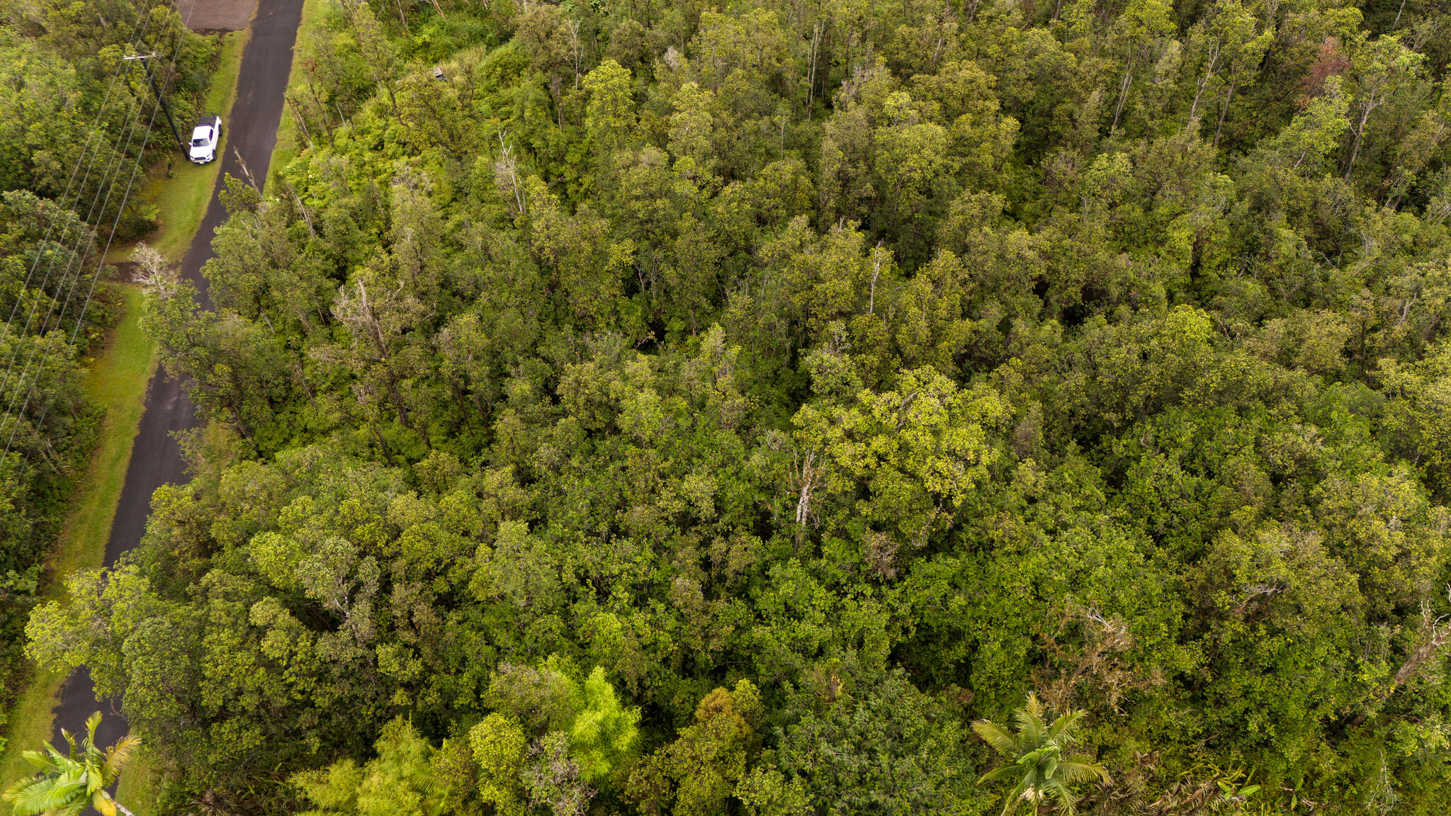 11-2762 Lot 7428 Hibiscus St Mountain View Mountain View, HI 96771 - Photo 8 of 9 a view of a large yard with plants and large trees
