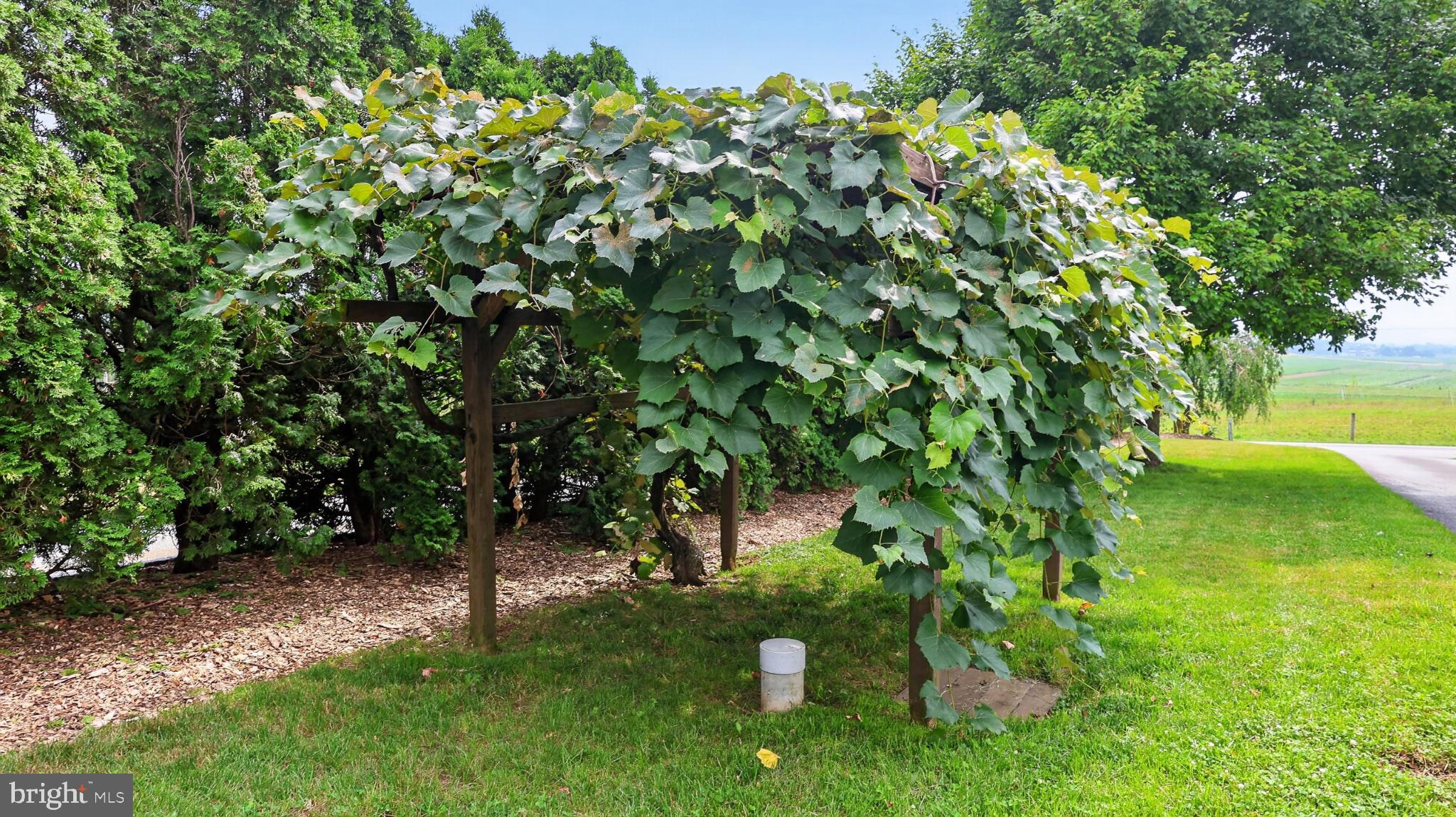285 School Lane Road Gap, PA 17527 - Photo 45 of 56 Lush grapevine canopy invites serenity.