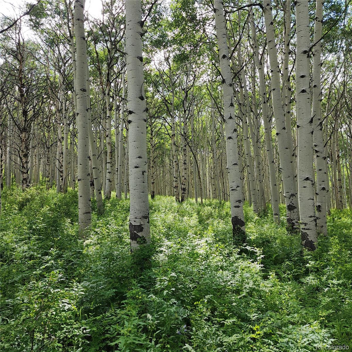0 Z S Road Whitewater, CO 81527 - Photo 13 of 27 a close up of a plant in a garden