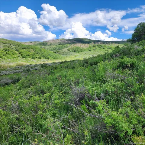 a view of a lush green forest with trees in the background