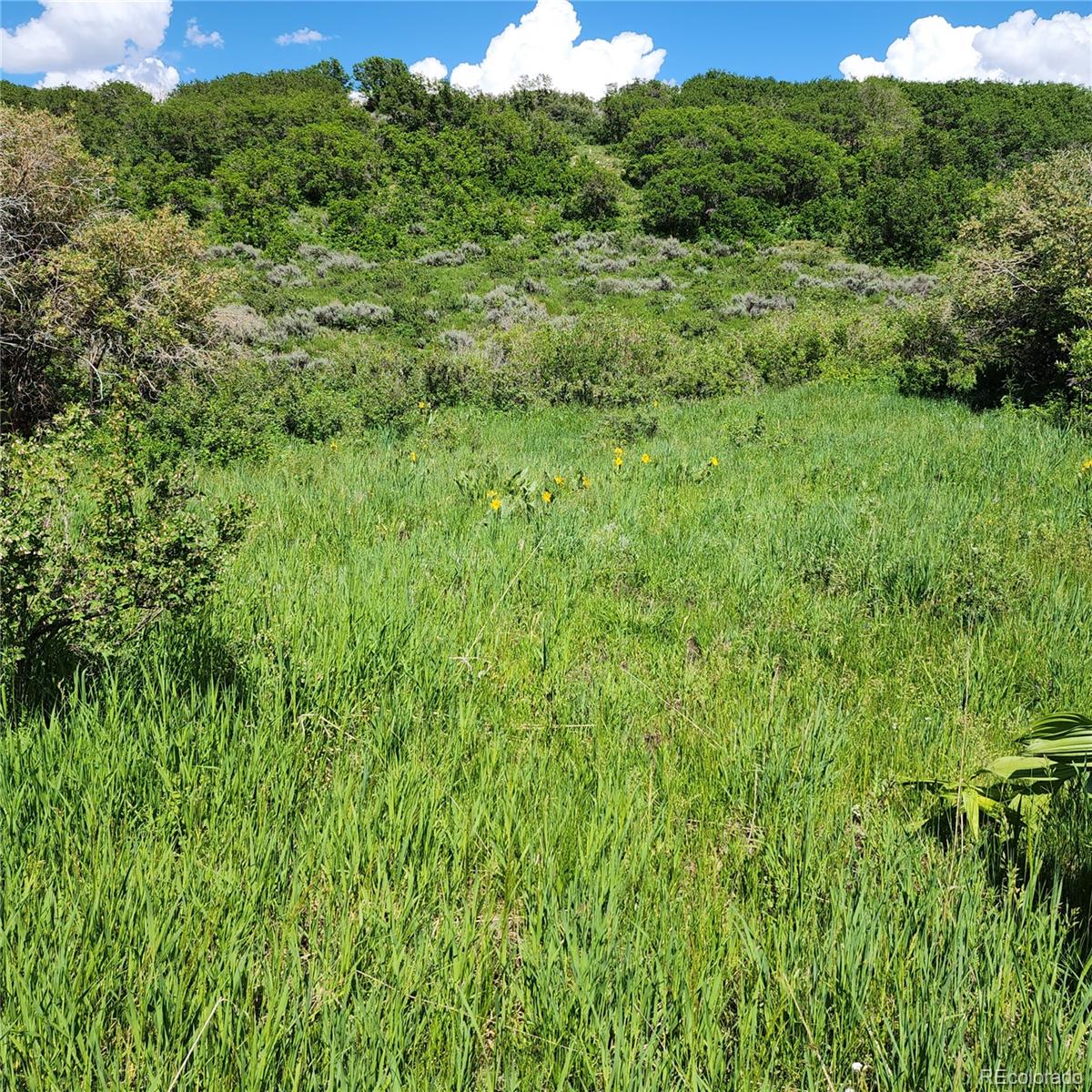 0 Z S Road Whitewater, CO 81527 - Photo 6 of 27 a view of a lush green forest with trees in the background