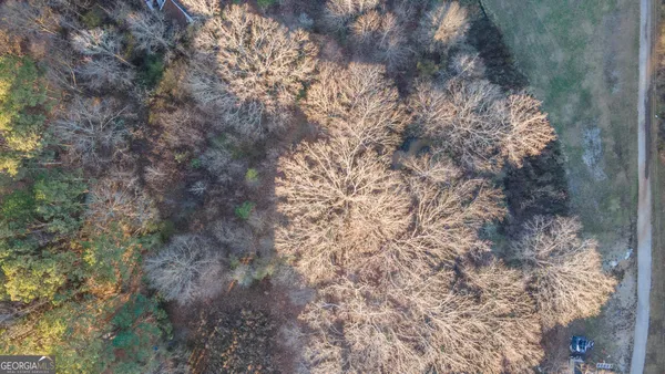 a view of a forest with a tree