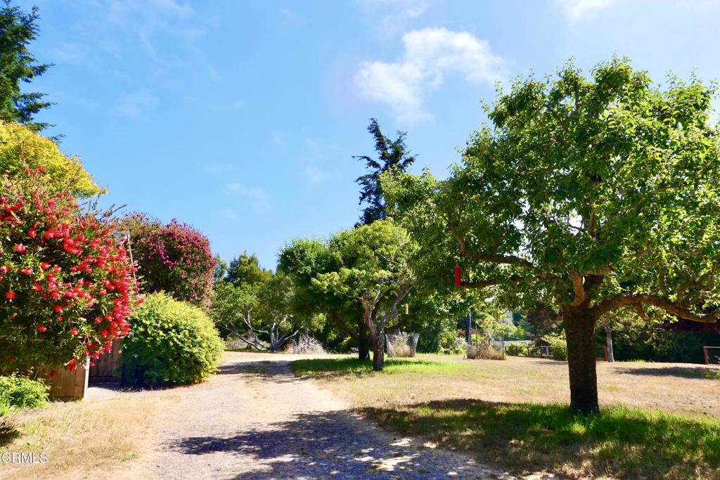 31421 State Highway 20 Fort Bragg, CA 95437 - Photo 22 of 28 a view of a yard with plants and trees