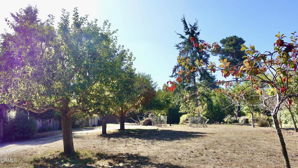 31421 State Highway 20 Fort Bragg, CA 95437 - Photo 24 of 28 a view of a yard with a tree
