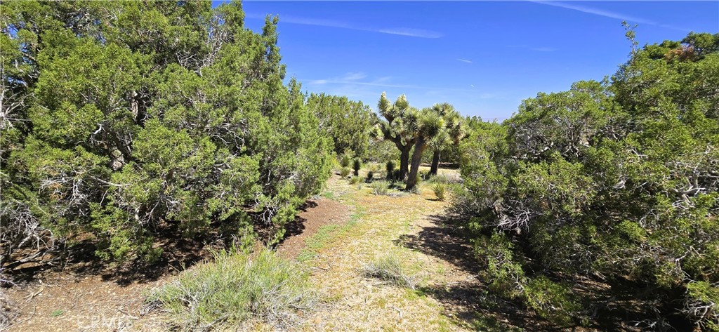 0 Sunnyslope Road Pinon Hills, CA 92372 - Photo 11 of 29