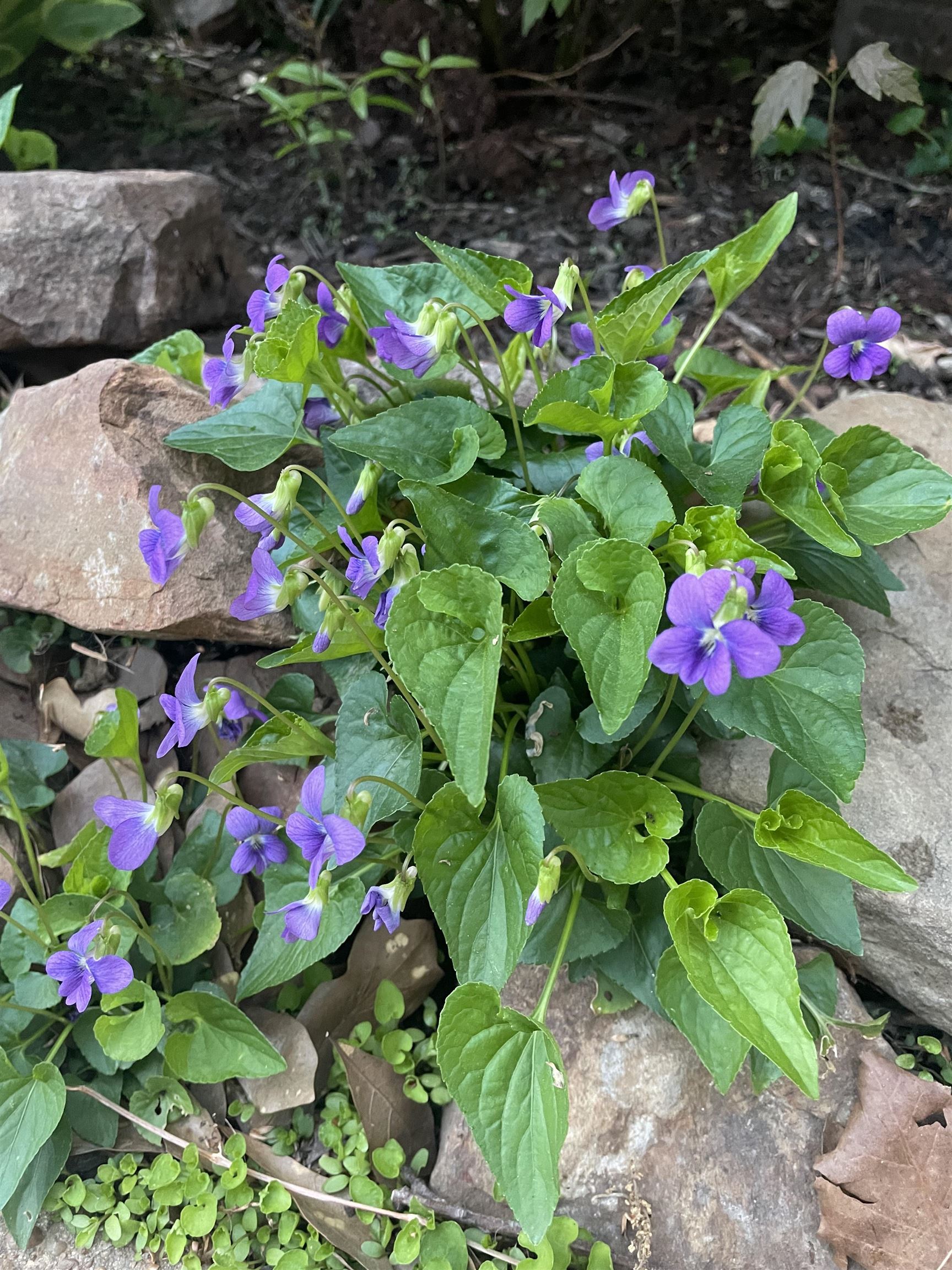 486 Harts Way Drive Collierville, TN 38017 - Photo 26 of 39