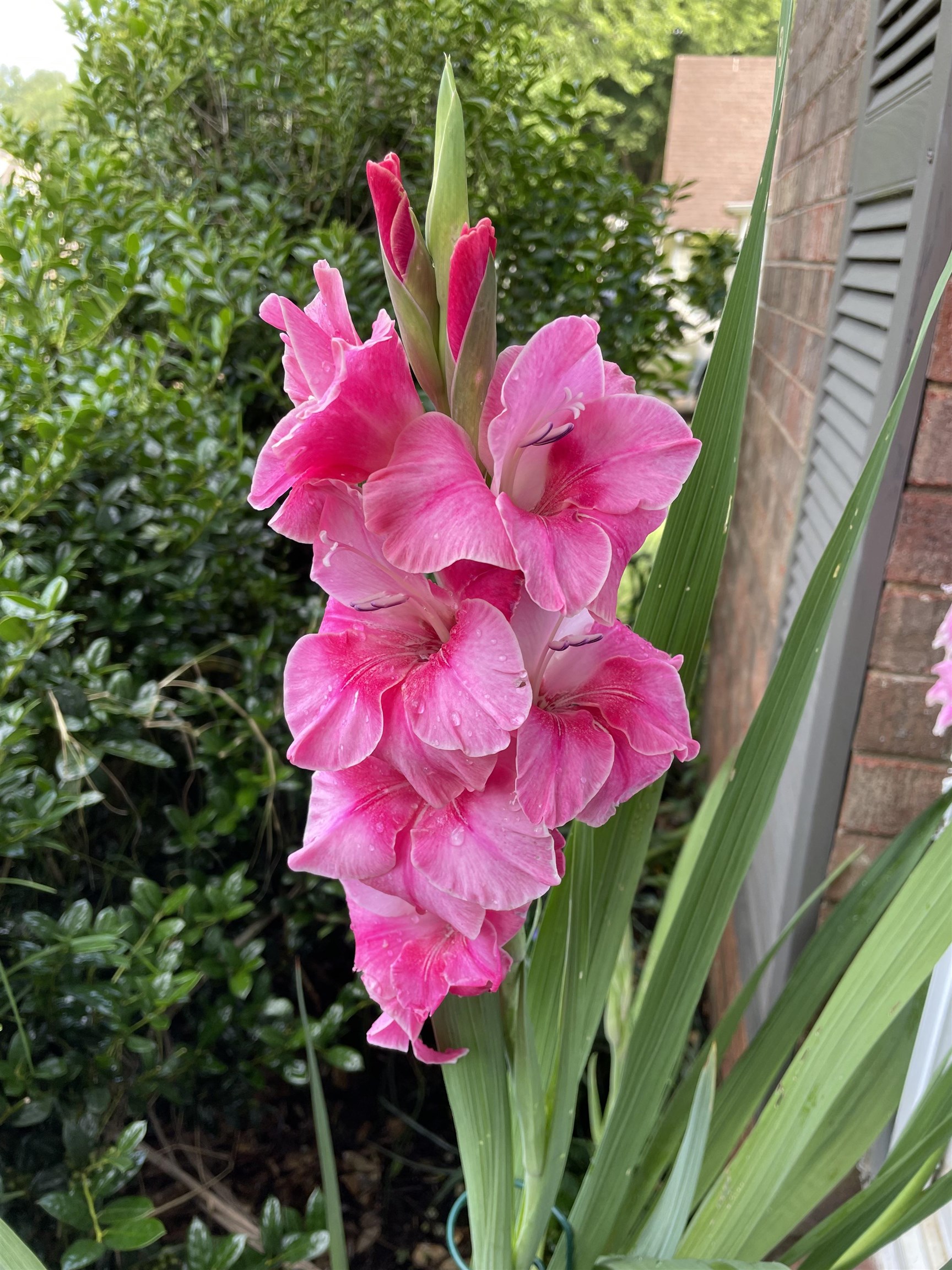 486 Harts Way Drive Collierville, TN 38017 - Photo 27 of 39