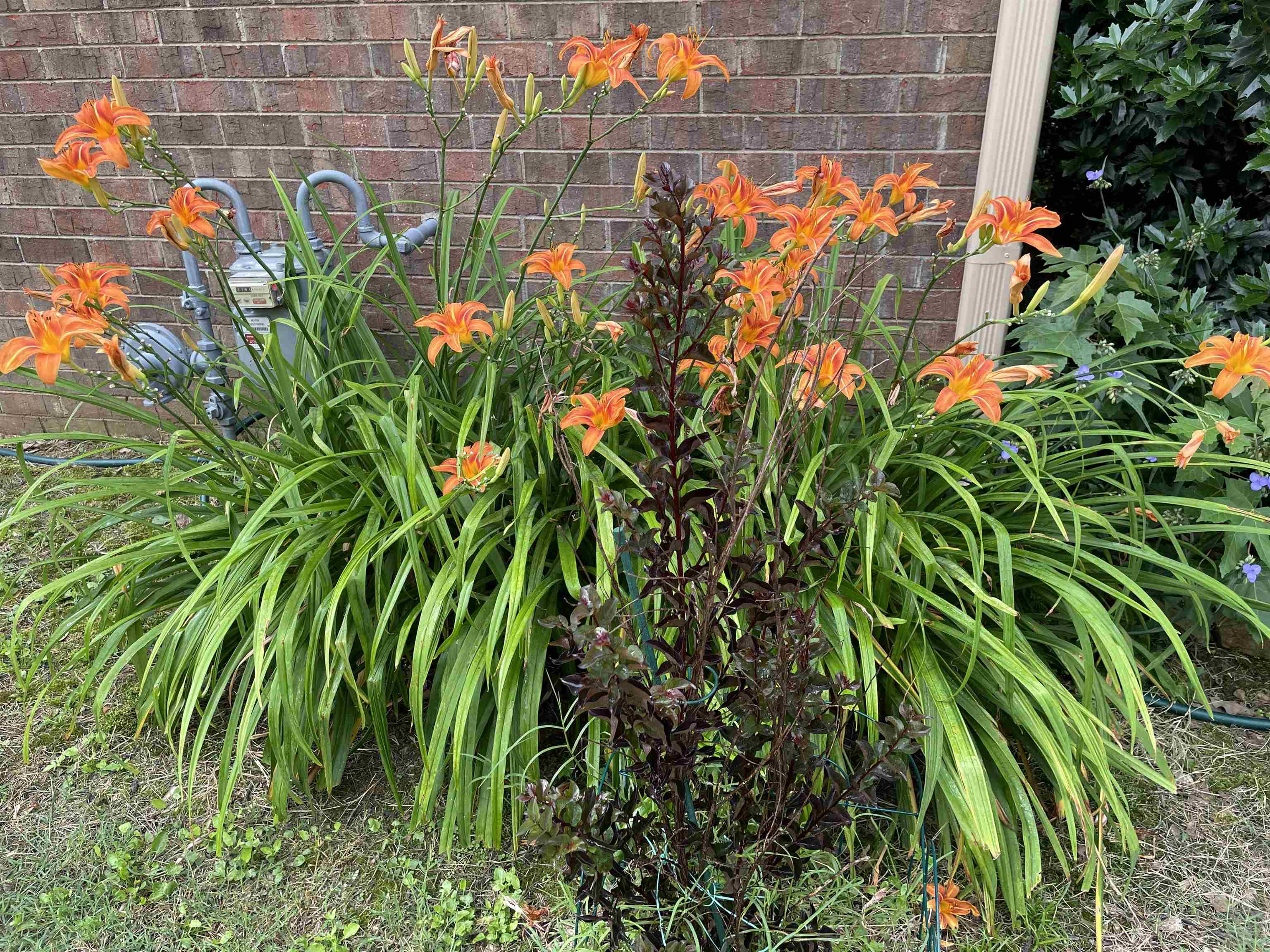486 Harts Way Drive Collierville, TN 38017 - Photo 30 of 39 a view of a garden