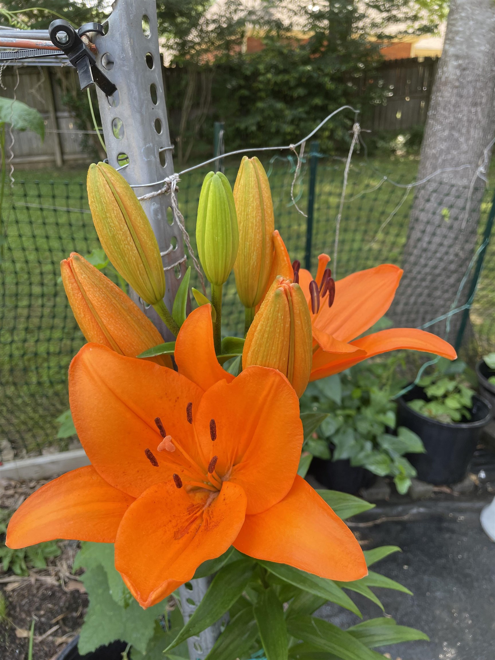 486 Harts Way Drive Collierville, TN 38017 - Photo 31 of 39 an aerial view of swimming pool with a patio and garden