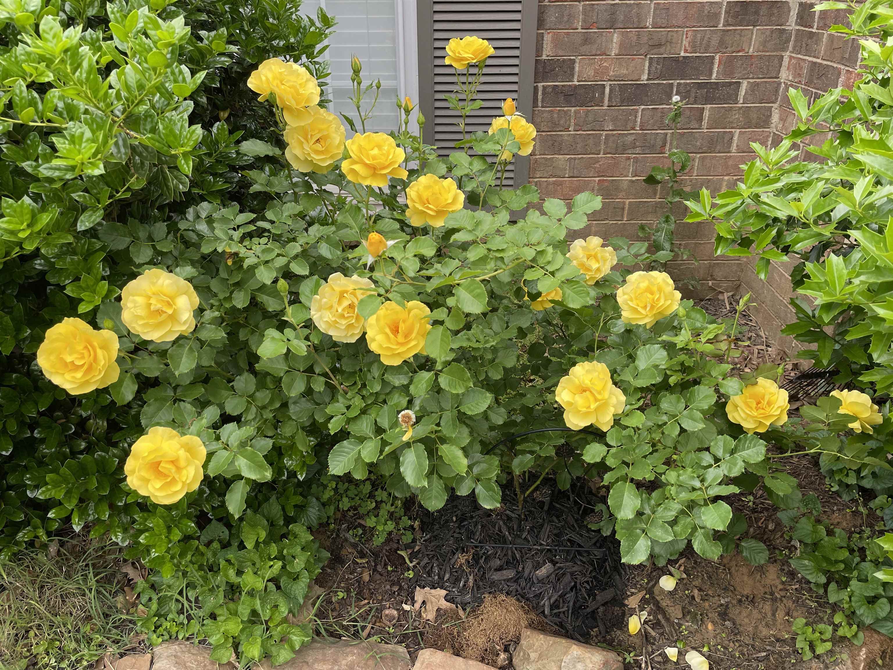 486 Harts Way Drive Collierville, TN 38017 - Photo 32 of 39 a view of a tree with plant in front of it