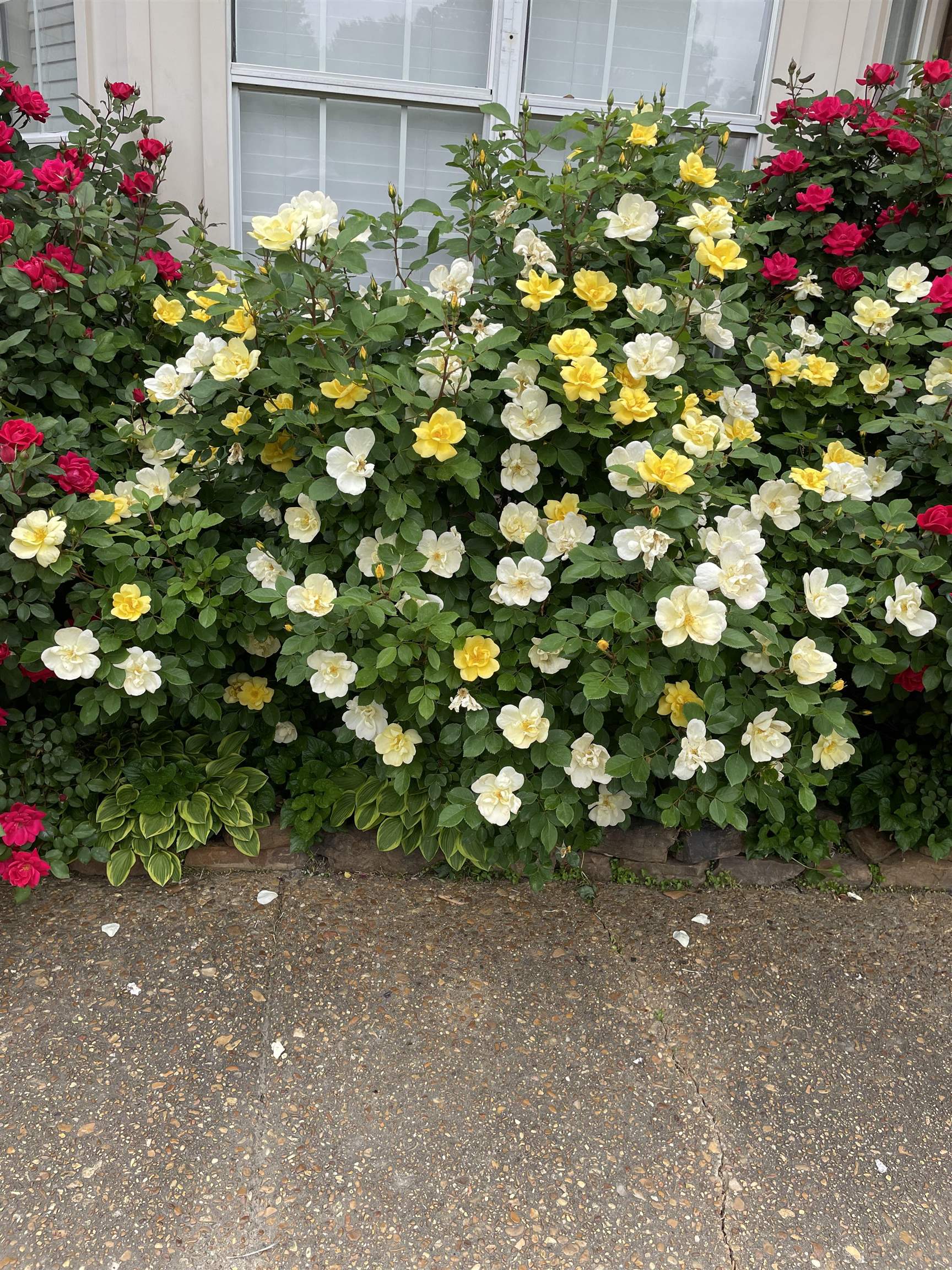 486 Harts Way Drive Collierville, TN 38017 - Photo 34 of 39 a picture of flowers