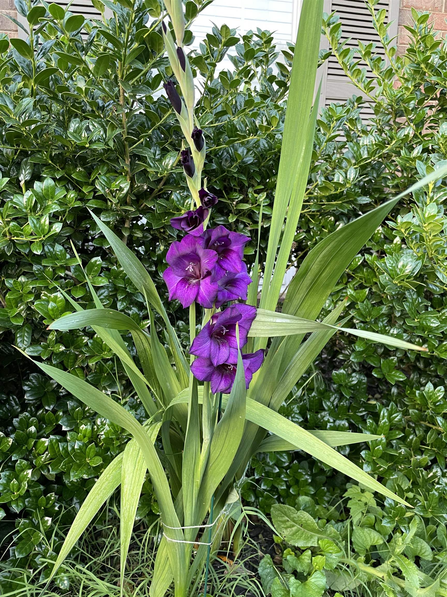 486 Harts Way Drive Collierville, TN 38017 - Photo 38 of 39 a view of a plant in a garden