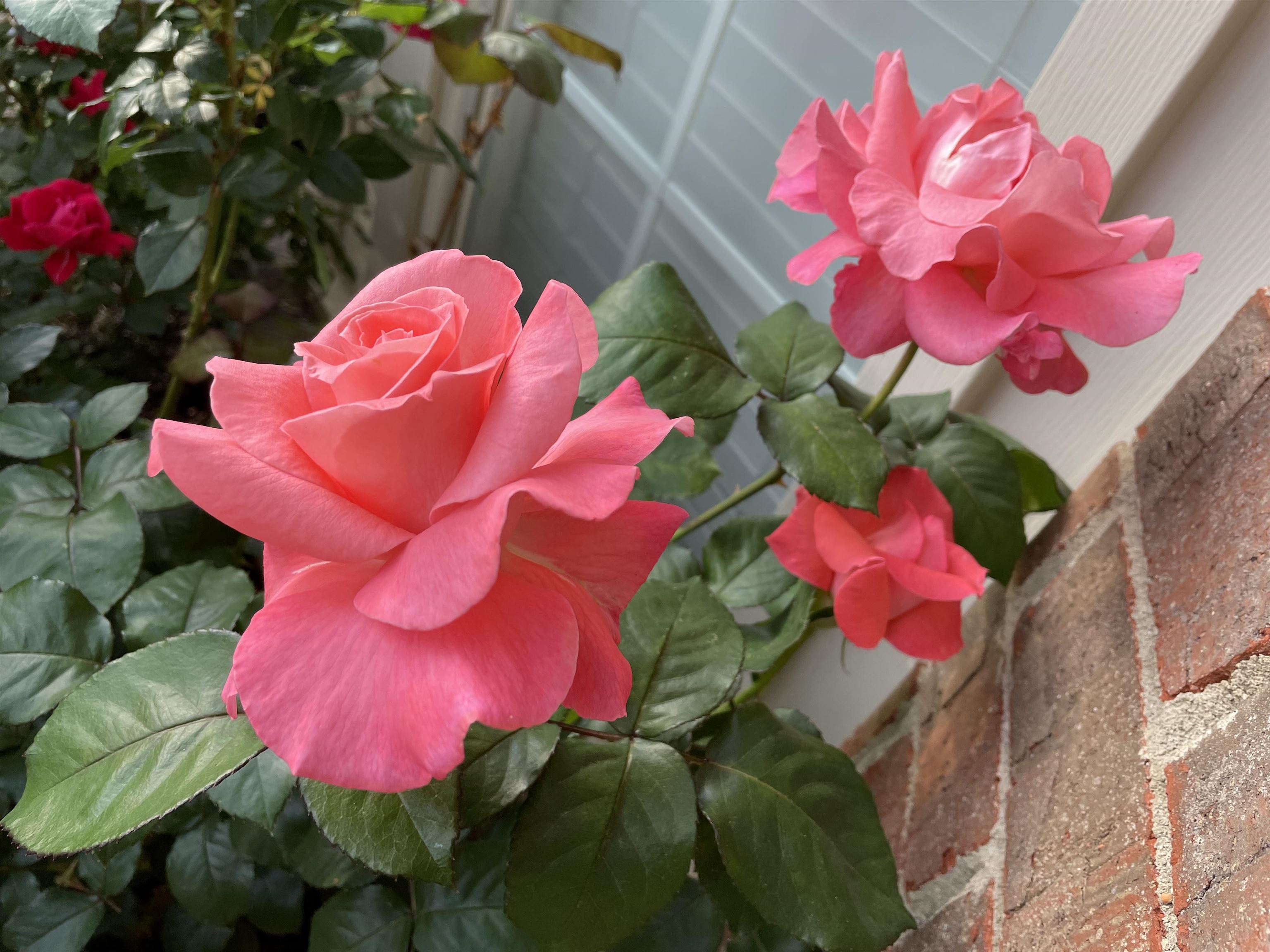 486 Harts Way Drive Collierville, TN 38017 - Photo 39 of 39 a view of a flower