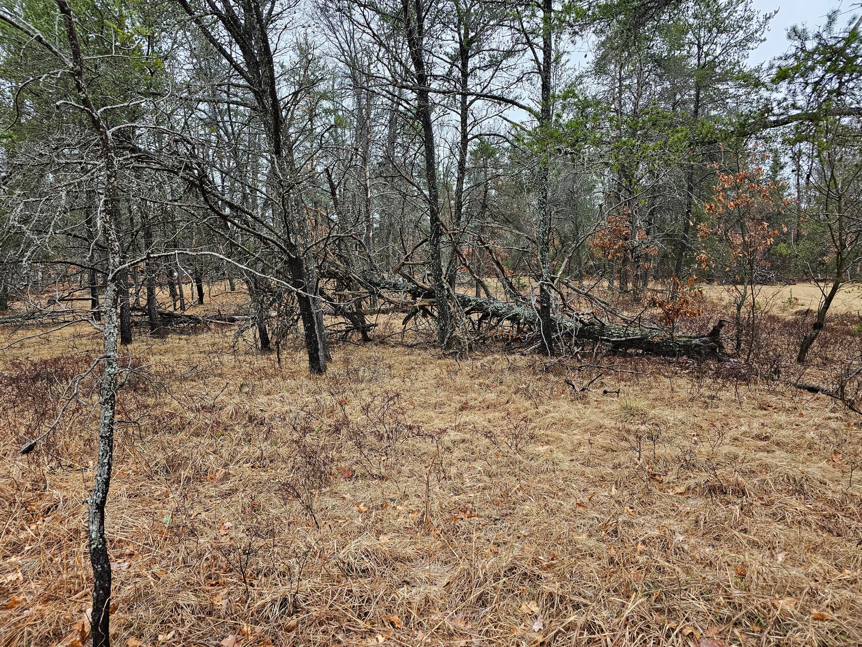 Lot 107 South Huntinghorn Road Roscommon, MI 48653 - Photo 3 of 11 Gallery Image 3