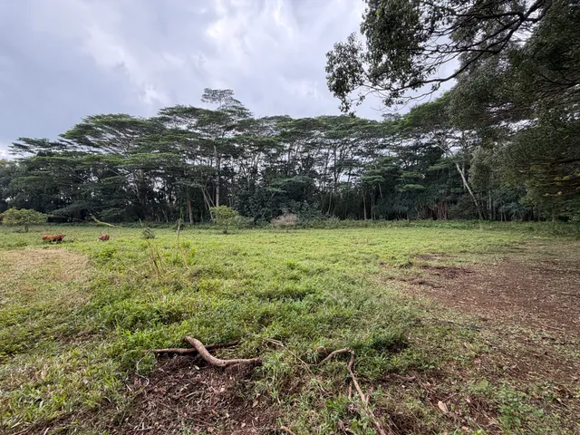 a view of a green field with lots of bushes