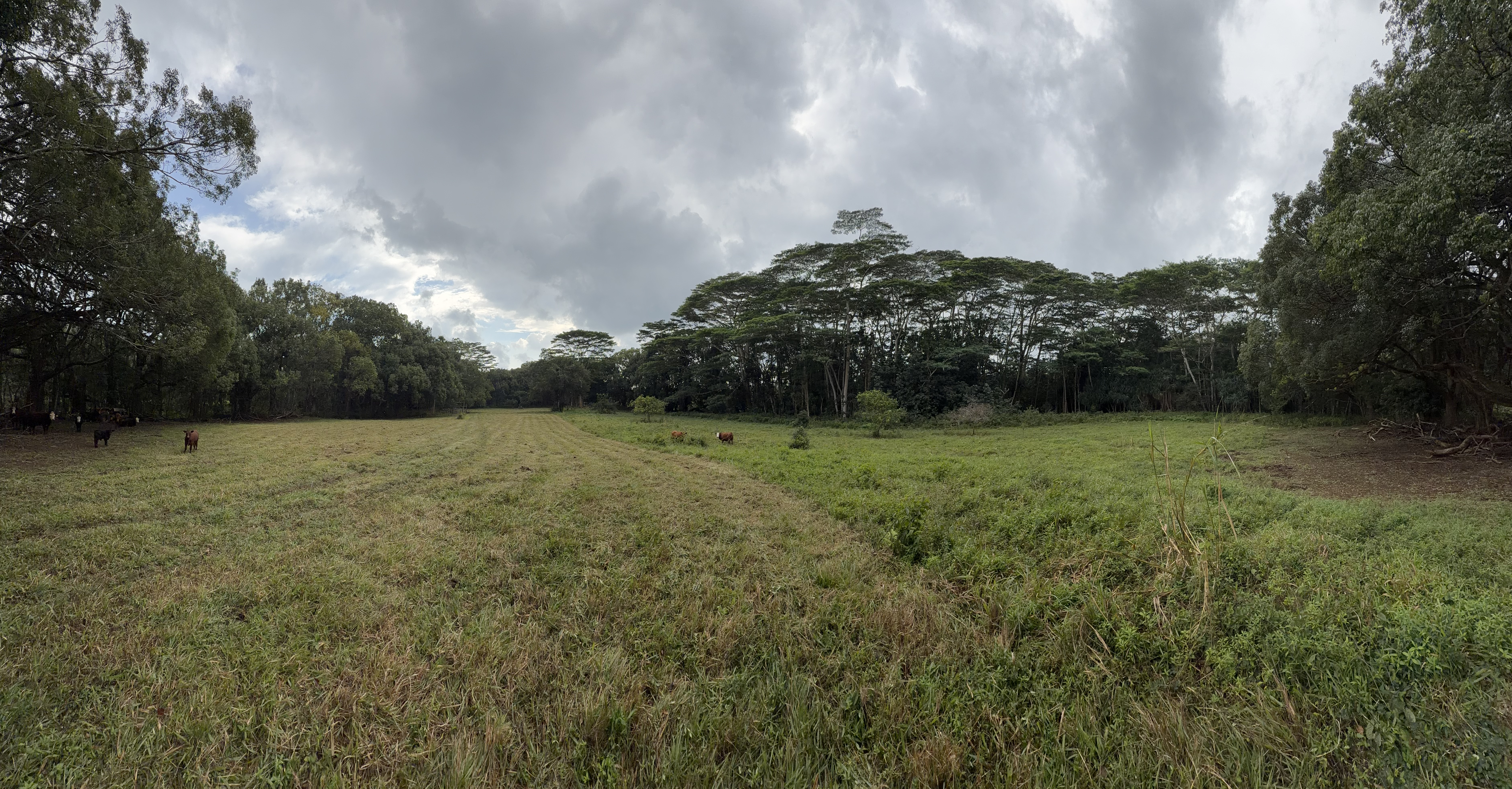 55 Ahiahi Road Kapaa, HI 96746 - Photo 15 of 26 a view of a garden
