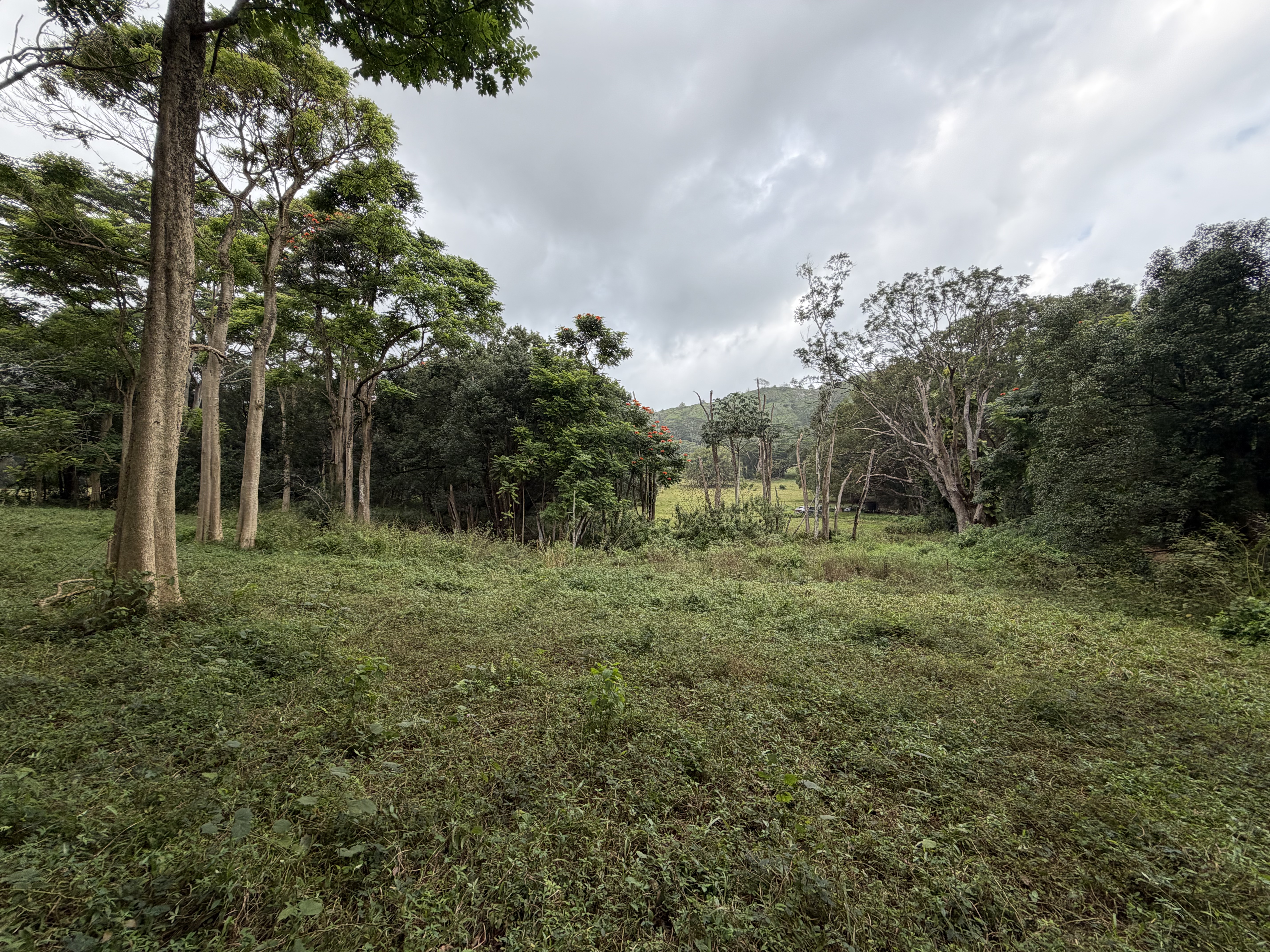 55 Ahiahi Road Kapaa, HI 96746 - Photo 18 of 26 a view of outdoor space and green space