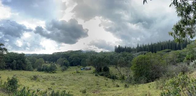 a view of a field of grass and trees
