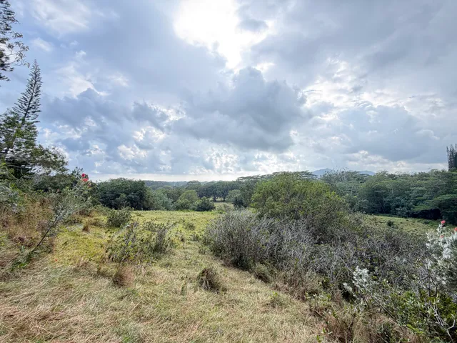a view of a field of grass and trees