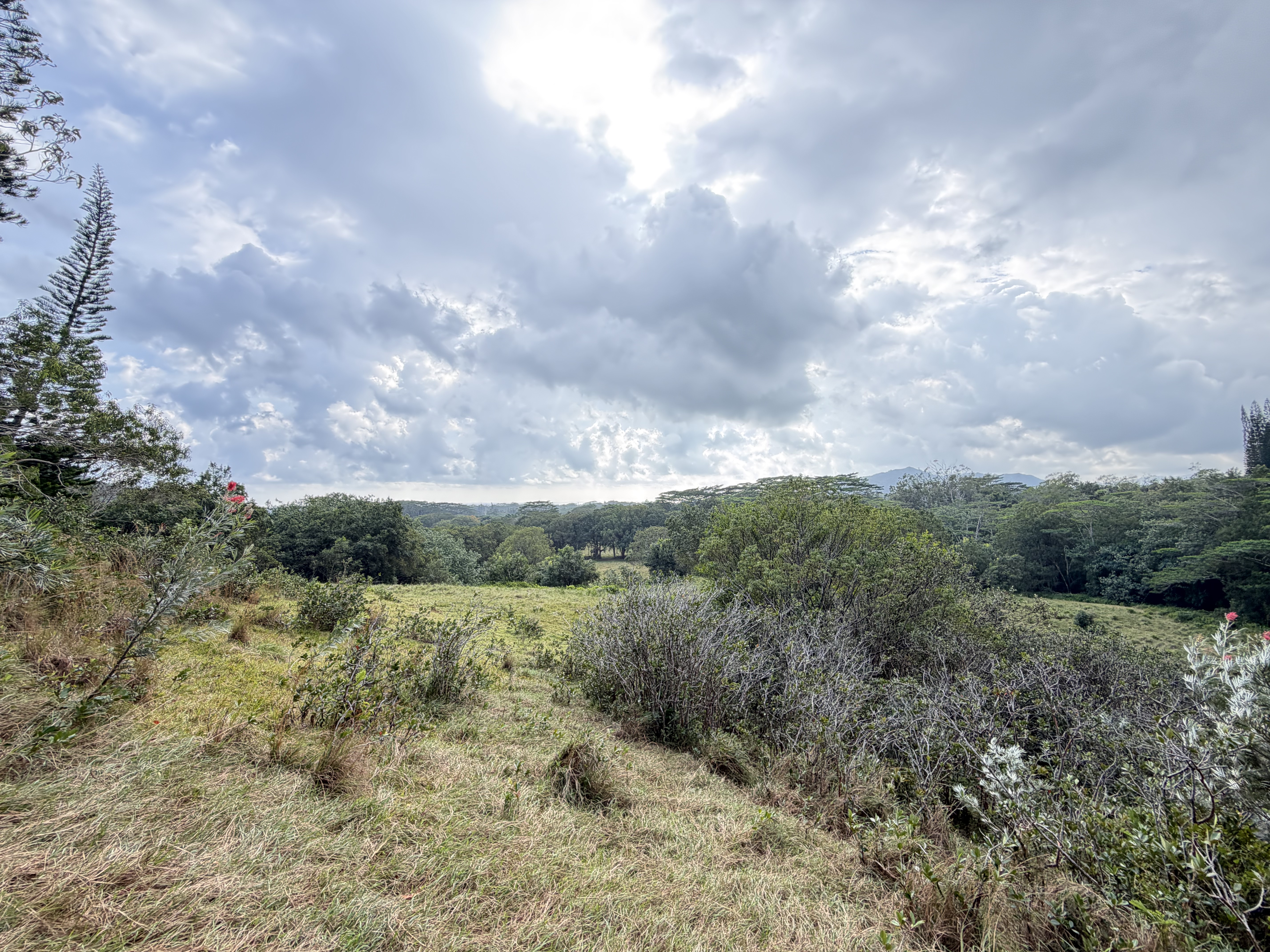 55 Ahiahi Road Kapaa, HI 96746 - Photo 4 of 26 a view of a field of grass and trees