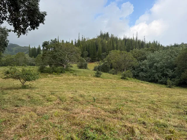 a large yard with green space