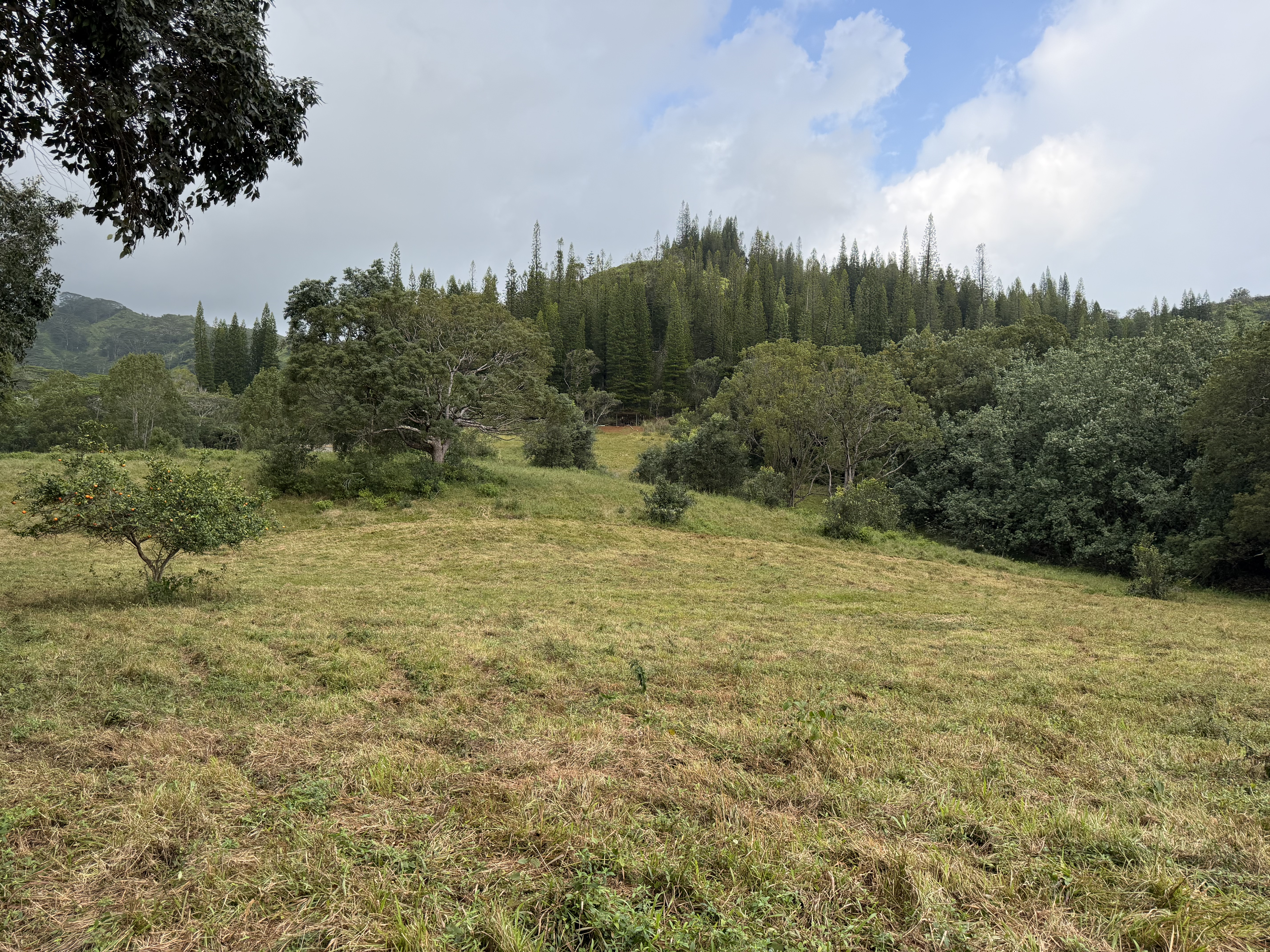 55 Ahiahi Road Kapaa, HI 96746 - Photo 5 of 26 a large yard with green space