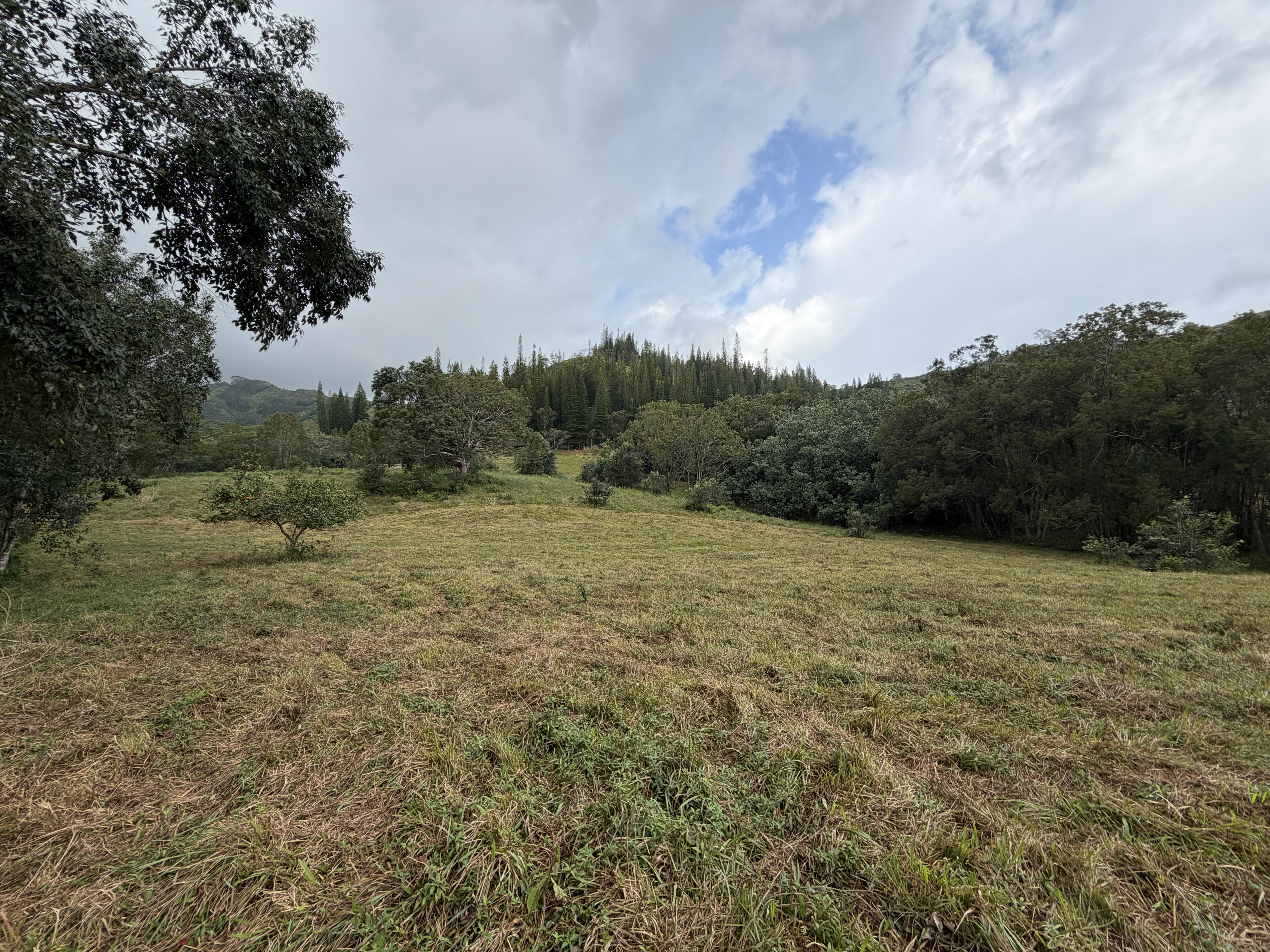 55 Ahiahi Road Kapaa, HI 96746 - Photo 10 of 26 a view of a field with an trees