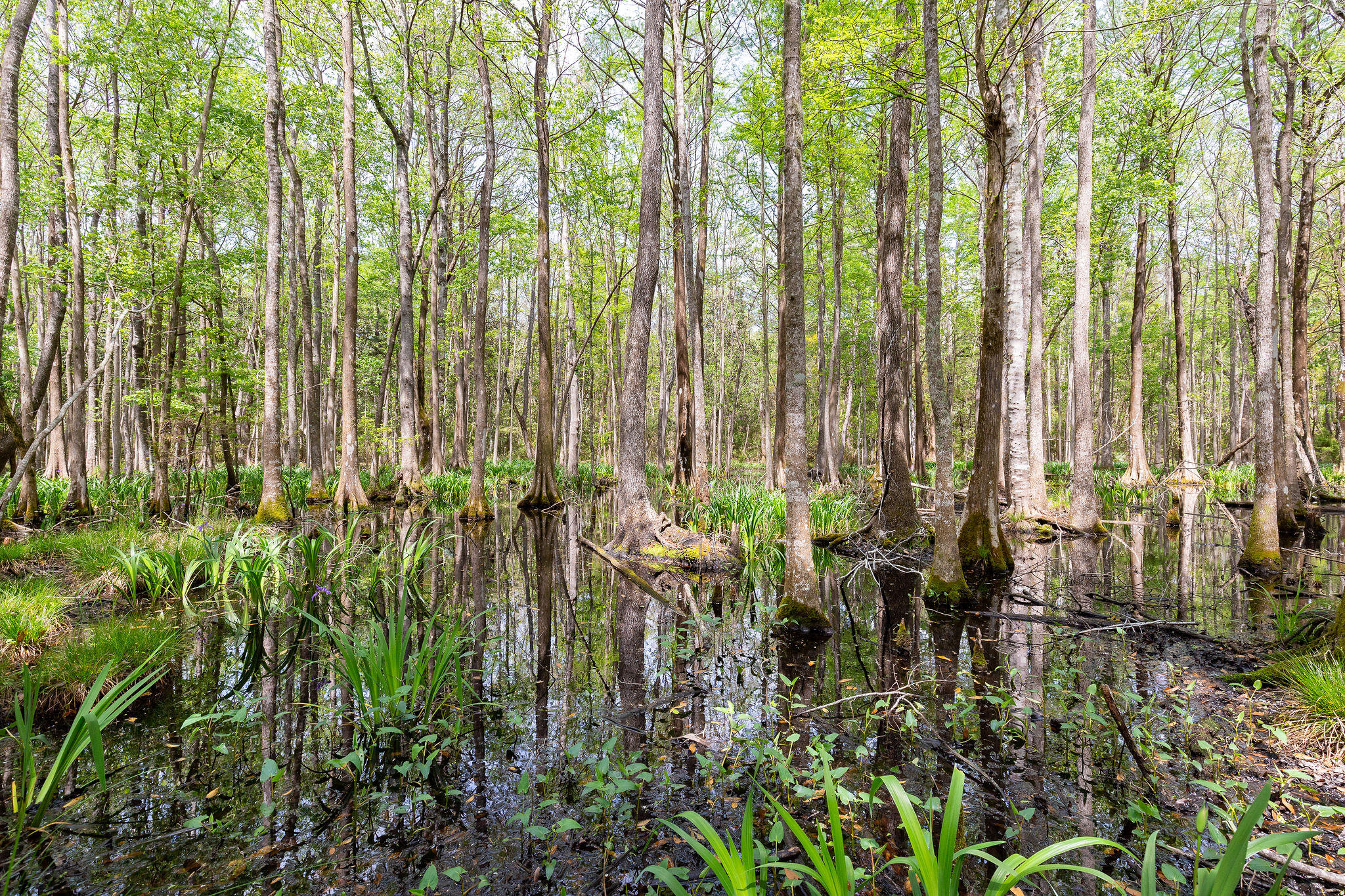 4230 River Road Johns Island, SC 29455 - Photo 61 of 65 4230RiverRoad-70