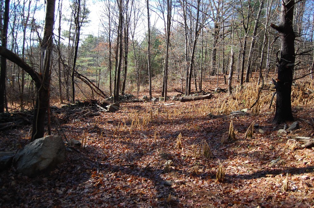 274 Pond Street Dunstable, MA 01827 - Photo 3 of 8 a view of a backyard with trees