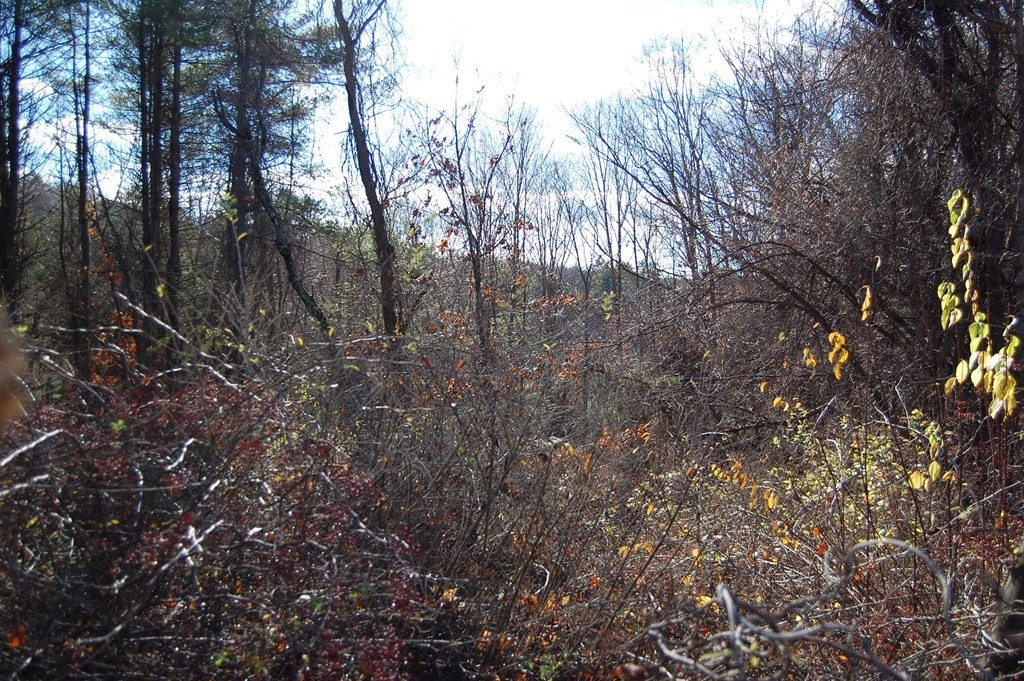 274 Pond Street Dunstable, MA 01827 - Photo 7 of 8 a view of forest