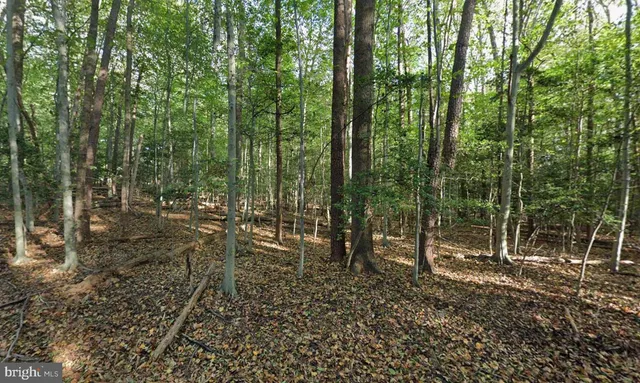 a view of outdoor space with lots of trees