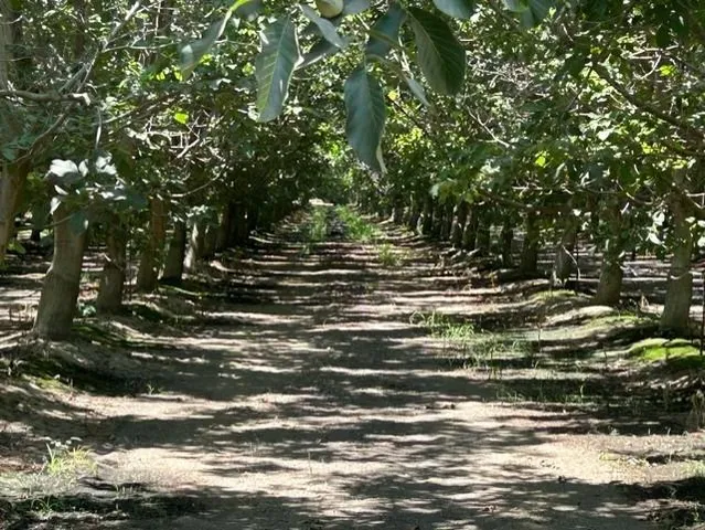 a view of outdoor space with deck and tree