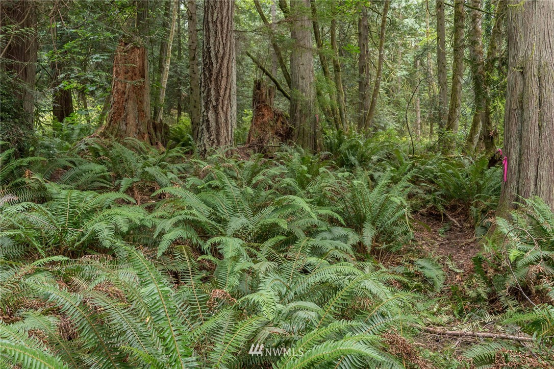 118-xx Southwest Cedarhurst Road Vashon, WA 98070 - Photo 4 of 6