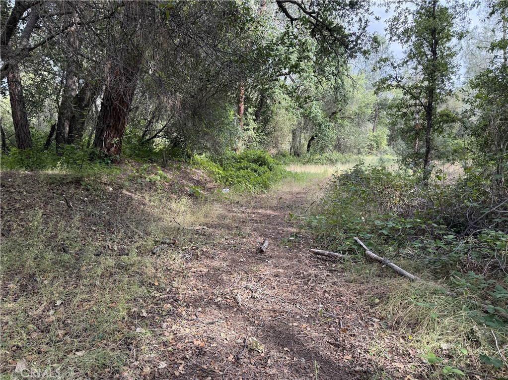 0 Ophir Road Oroville, CA 95966 - Photo 24 of 29 a view of a forest with trees in the background