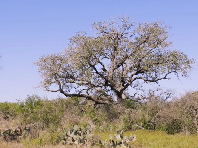 $59,000 | 112 Cr 2644 Moore Tx 78057, Devine, TX 78016