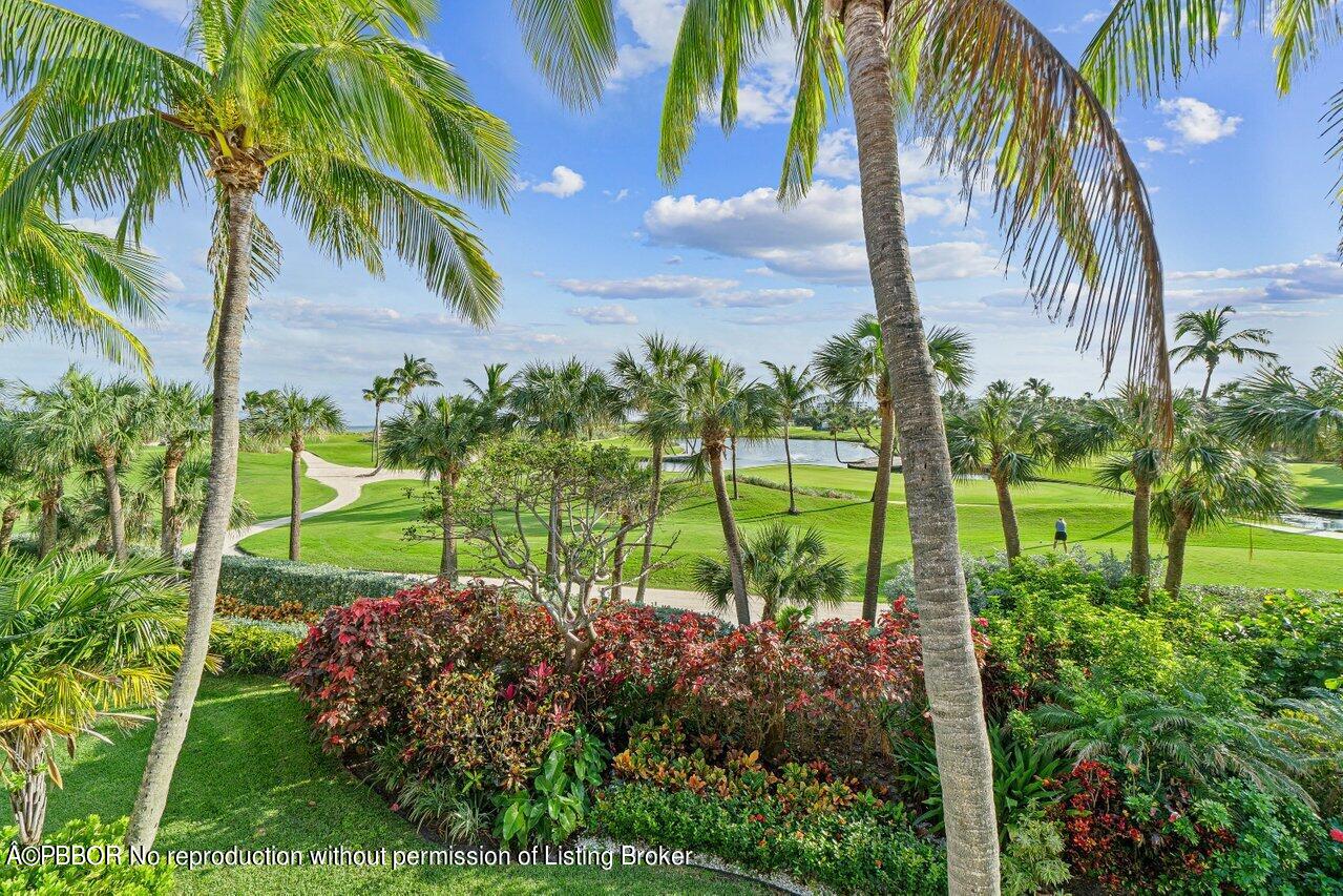 a view of a yard with a palm trees