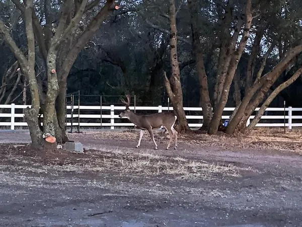 a view of a backyard of a house