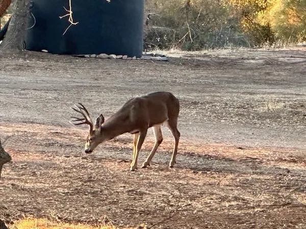 $325,000 | 12139 Brandy Lane, Burson, CA 95225