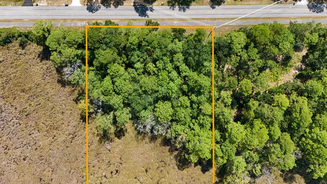 a view of a yard with plants and large trees