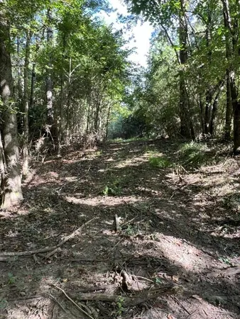 a view of a tree in a yard