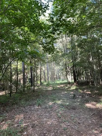 a big yard with lots of green space