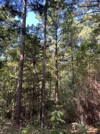 a green field with trees in the background