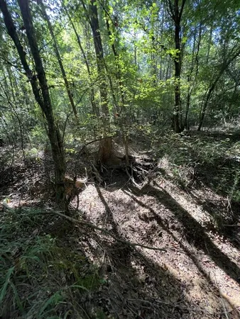 a view of a pathway both side of trees