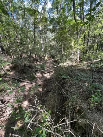 a view of a forest filled with trees