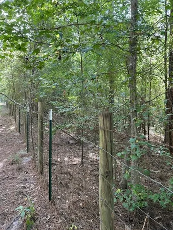 a view of a forest that has large trees