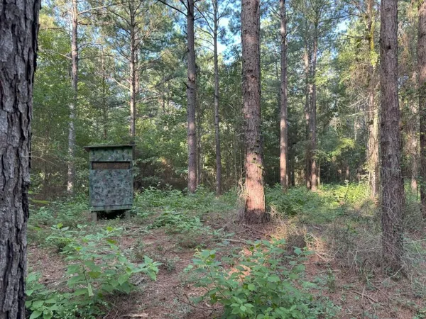 a view of a forest with trees in the background
